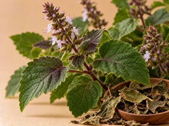Imagem de Patchouli